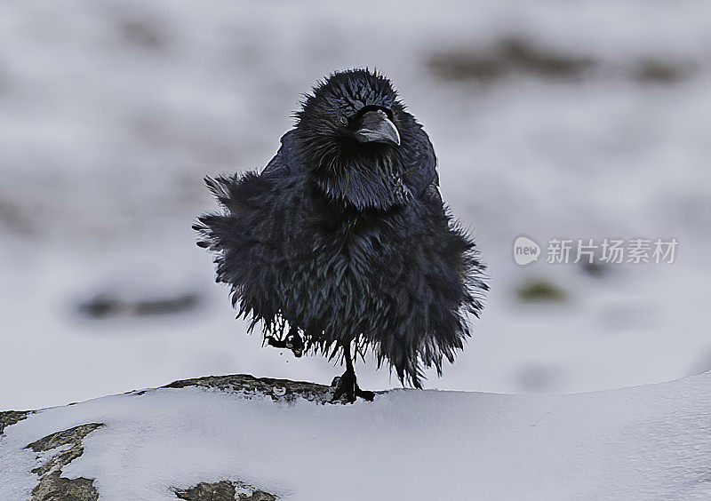 普通乌鸦(Corvus corax)，也被称为北方乌鸦，是一种大型，全黑的雀形目鸟类。它遍布北半球，是所有鸦科动物中分布最广泛的。布鲁克斯山脉,阿拉斯加。